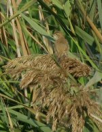 IMG_4471 - Booted Warbler @ RDBT.jpg