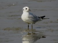 IMG_4493 - Saunders's Gull @ Mai Po.JPG