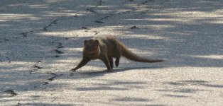 IMG_4473 - Small Asian Mongoose @ RDBT.JPG