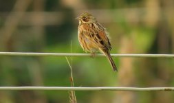 IMG_4501 - Chestnut-eared Bunting @ LV.JPG