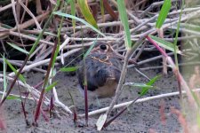 IMG_4538 - Greater Painted-snipe @ LV.JPG