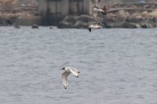 GBHGull (01) - Copy.jpg