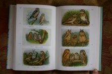 handbook of british birds4.jpg