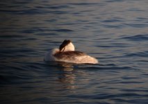 Great Crested Grebe.jpg