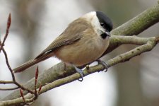 Marsh tit.jpg