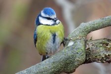 Blue tit.jpg