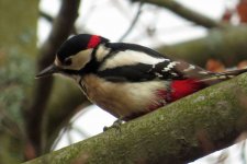 great spotted woodpecker.jpg