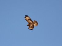 Upland Buzzard.jpg