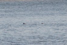 White-winged Scoter.jpg