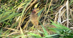 IMG_4453 - Yellow Bittern @ Mai Po.JPG