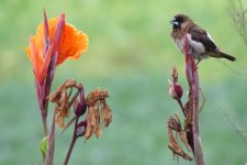 IMG_4510 - White-rumped Munia @ LV.JPG