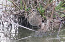 IMG_4534 - Fantail Snipe @ LV.JPG