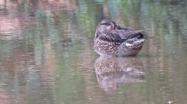 IMG_4524 - Eurasian Teal @ RDBT.JPG