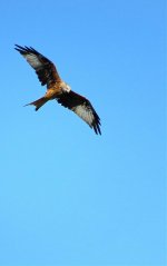 IMG_3576 - Red Kite @ Zurich Airport.jpg