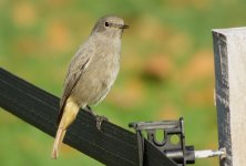 IMG_3656 - Black Redstart @ Geneva BG.JPG