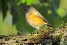 IMG_3659 - Common Redstart @ Geneva BG.JPG