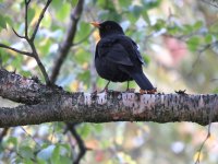 IMG_3786 - Blackbird @ Geneva BG.JPG