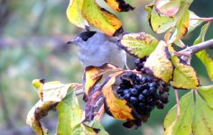 IMG_3741 Blackcap @ Geneva BG.JPG