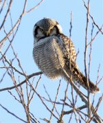 hawk-owl2-uppsala-16jan16.jpg
