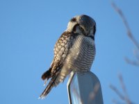 hawk-owl16-uppsala-16jan16.jpg