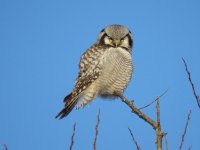 hawk-owl9-uppsala-16jan16.jpg