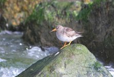 purple_sandpiper1.jpg