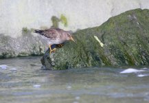 purple_sandpiper2.jpg