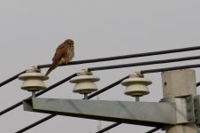 Japanese Sparrowhawk.jpg