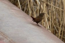 Winter Wren.jpg