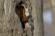 Winter Wren (2).jpg