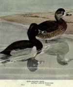 ring billed duck.jpg