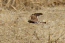 Eurasian Kestrel (2).jpg