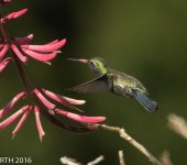 Broad-billed Hummingbird  2  2-13-2016.jpg