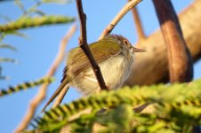 tailorbird.jpg