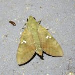 Nephele subvaria male.JPG