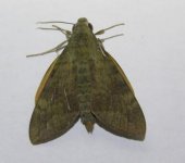 Nephele subvaria female.JPG