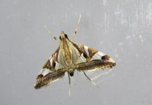 Agrioglypta itysalis 10 02 16 (1).JPG