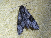 Agrius convolvuli 30 8 15 (2).JPG