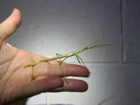 stick insect.JPG