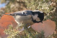 Coal Tit.jpg