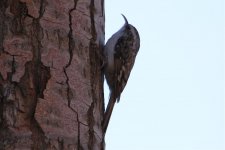 Eurasian Treecreeper.jpg