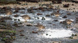 Purple sands 7-12-15.jpg