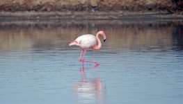 Greater Flamingo.jpg