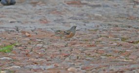 Alpine Accentor1.jpg