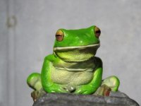 White-lipped Tree Frog 27 11 15 (3).JPG