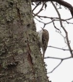 Brown Creeper.jpg