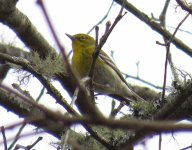 Pine Warbler.jpg