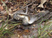 Tufted Titmice.jpg