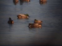 Falcated Ducks.jpg