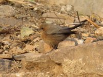 Brown Rock Chat.jpg